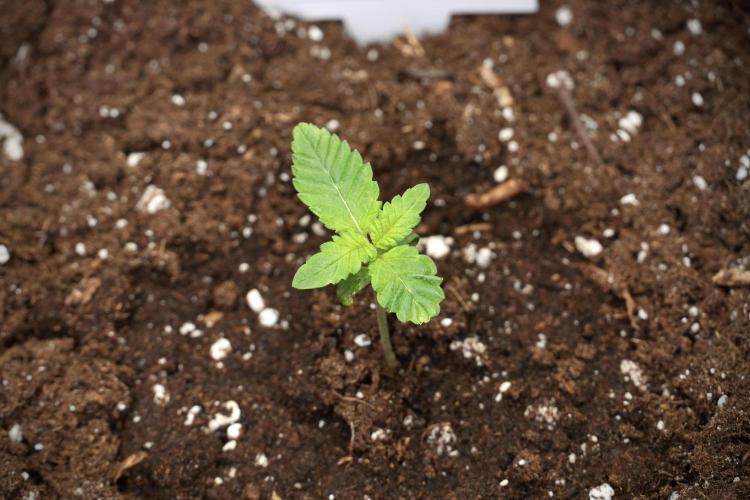 Pheno B God father OG By Zamnesia. Week 1 - Gf OG Pheno B