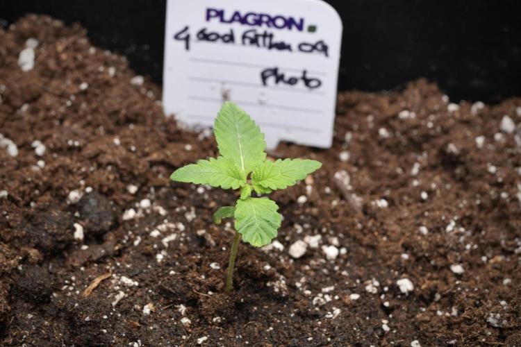 Pheno B God father OG By Zamnesia. Week 1 - Gf OG Pheno B