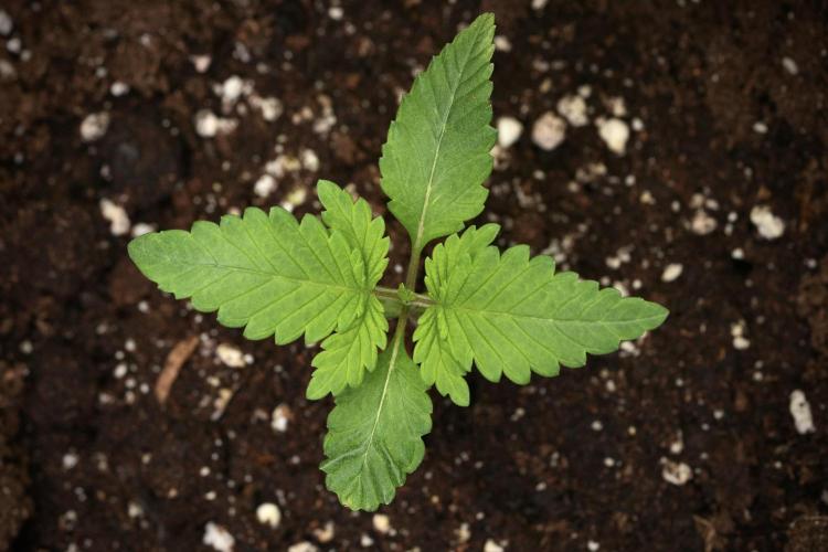 Pheno B God father OG By Zamnesia. Week 1 - Gf OG Pheno B