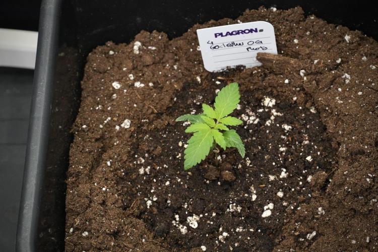 Pheno B God father OG By Zamnesia. Week 1 - Gf OG Pheno B