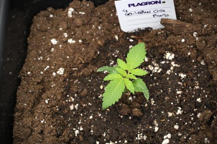 Pheno B God father OG By Zamnesia. Week 1 - Gf OG Pheno B