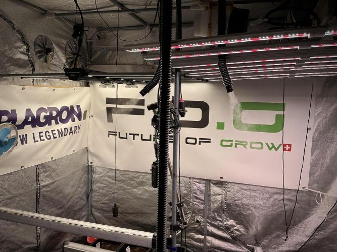 Pheno B God father OG By Zamnesia. Week 1 - room