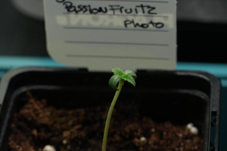 Passion Fruitz By Zamnesia. Week 1 - Passion Fruitz 