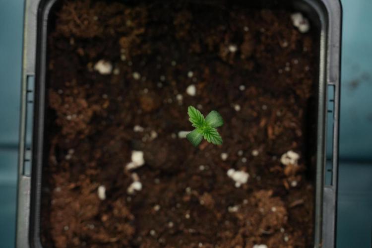 Passion Fruitz By Zamnesia. Week 1 - Passion Fruitz 