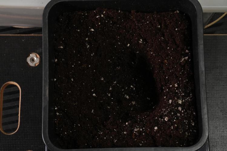 Passion Fruitz By Zamnesia. Week 1 - Soil