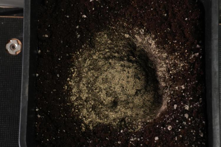 Passion Fruitz By Zamnesia. Week 1 - mycorrhizal