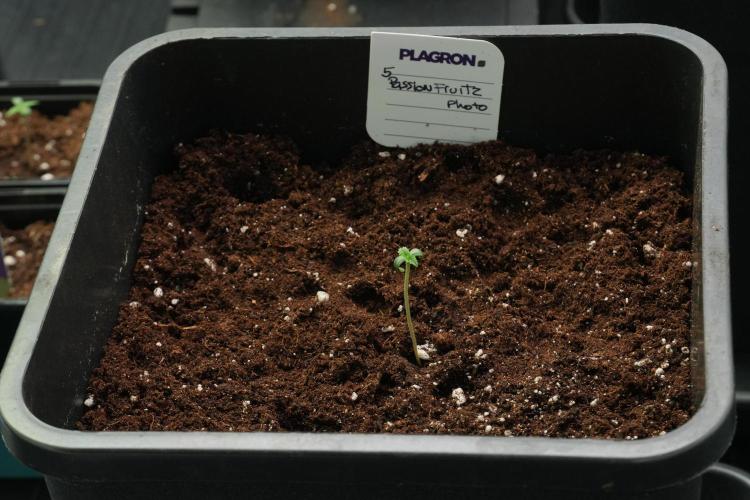 Passion Fruitz By Zamnesia. Week 1 - Passion Fruitz  transplanted 