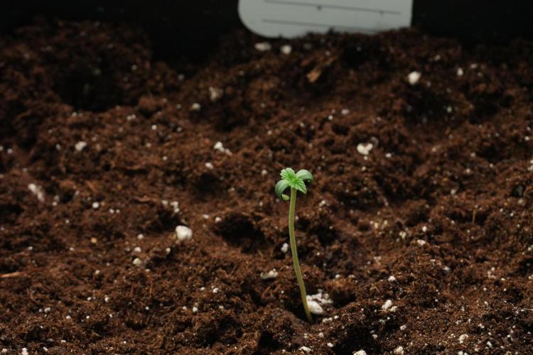 Passion Fruitz By Zamnesia. Week 1 - Passion Fruitz  transplanted 