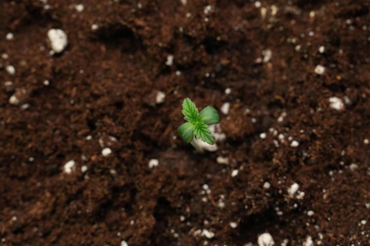 Passion Fruitz By Zamnesia. Week 1 - Passion Fruitz  transplanted 
