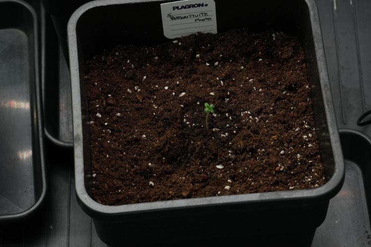 Passion Fruitz By Zamnesia. Week 1 - Passion Fruitz  transplanted 