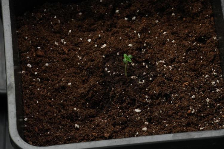 Passion Fruitz By Zamnesia. Week 1 - Passion Fruitz  transplanted 