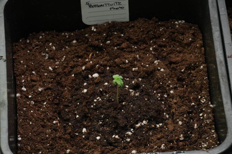 Passion Fruitz By Zamnesia. Week 1 - Passion Fruitz  transplanted 