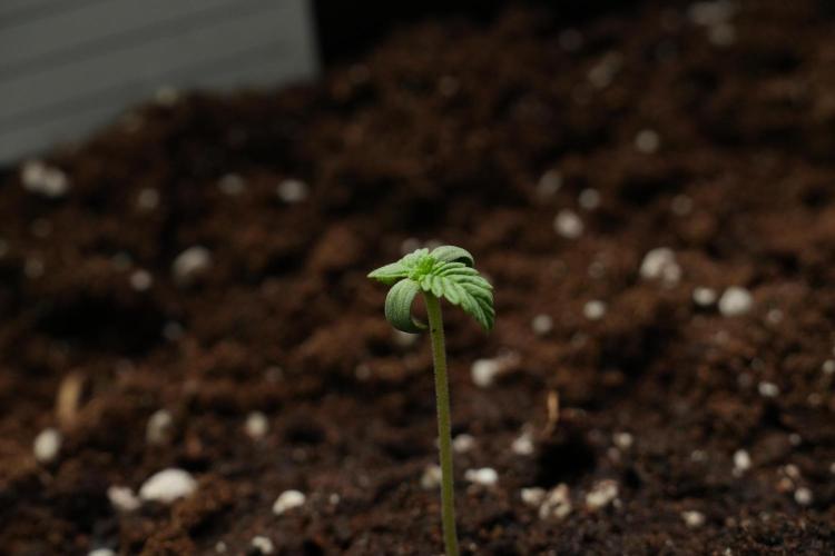 Passion Fruitz By Zamnesia. Week 1 - Passion Fruitz  transplanted 