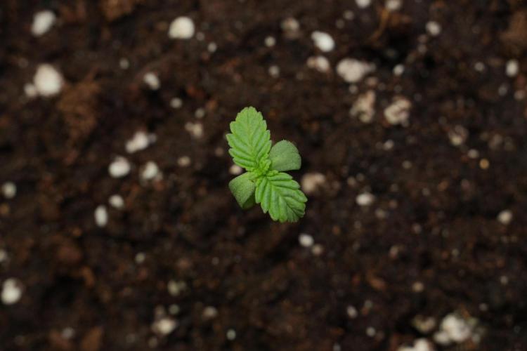 Passion Fruitz By Zamnesia. Week 1 - Passion Fruitz  