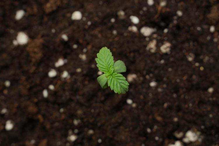 Passion Fruitz By Zamnesia. Week 1 - Passion Fruitz  