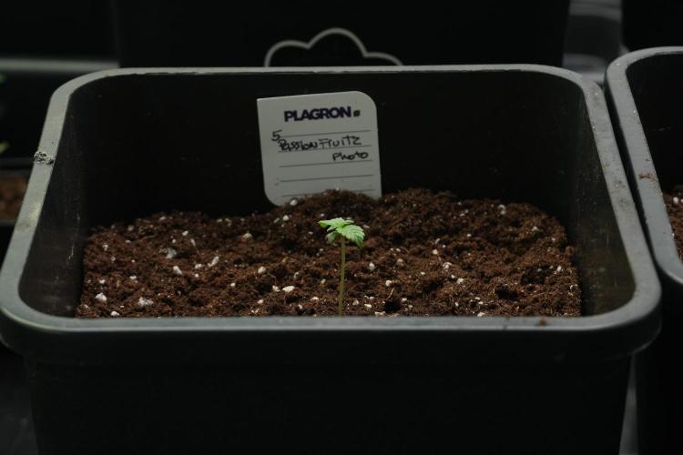 Passion Fruitz By Zamnesia. Week 1 - Passion Fruitz  