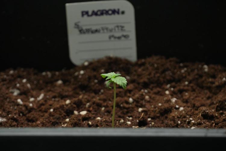 Passion Fruitz By Zamnesia. Week 1 - Passion Fruitz  