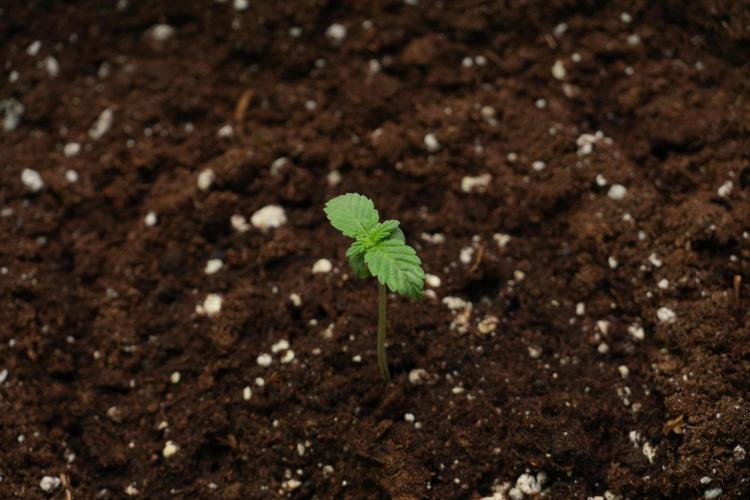 Passion Fruitz By Zamnesia. Week 1 - Passion Fruitz  