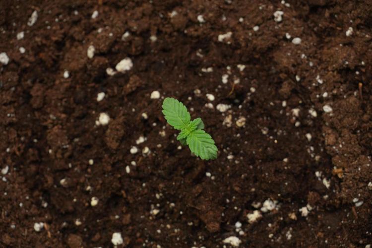 Passion Fruitz By Zamnesia. Week 1 - Passion Fruitz  