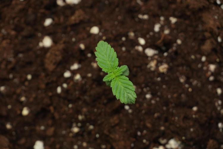 Passion Fruitz By Zamnesia. Week 1 - Passion Fruitz  
