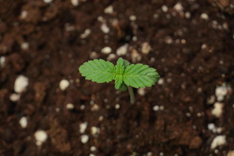 Passion Fruitz By Zamnesia. Week 1 - Passion Fruitz  