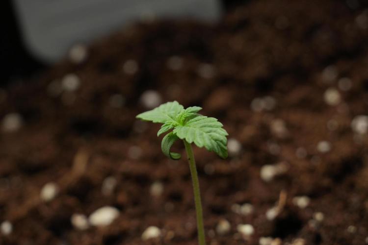 Passion Fruitz By Zamnesia. Week 1 - Passion Fruitz  