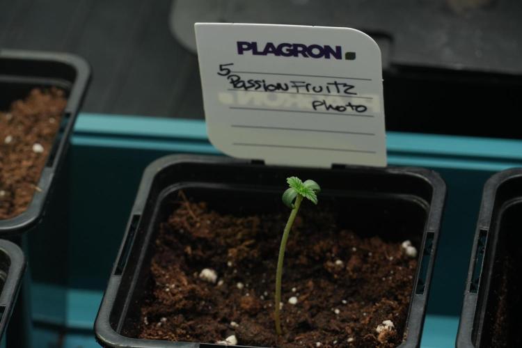 Passion Fruitz By Zamnesia. Week 1 - Passion Fruitz 