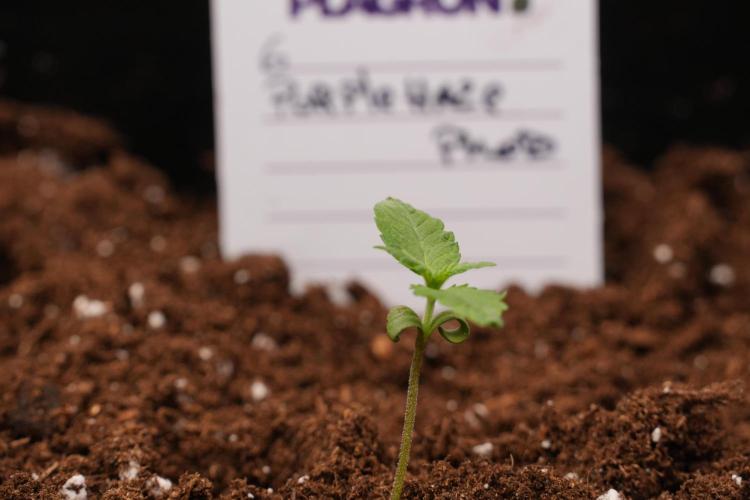 Purple Haze By Zamnesia Pheno A. Week 1 - PH Pheno A