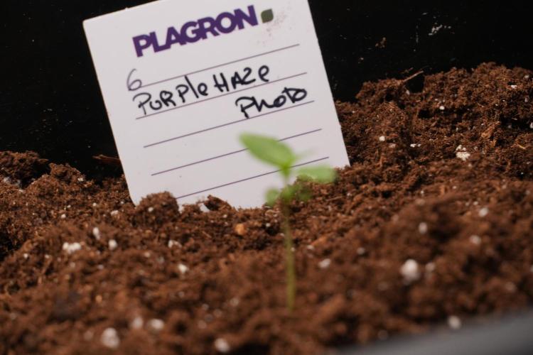 Purple Haze By Zamnesia Pheno A. Week 1 - PH Pheno A