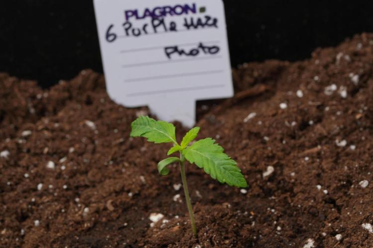 Purple Haze By Zamnesia Pheno A. Week 1 - PH Pheno A