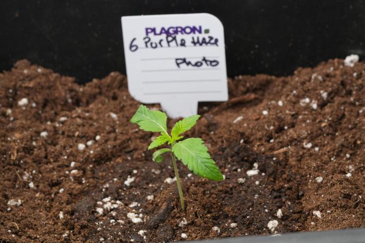 Purple Haze By Zamnesia Pheno A. Week 1 - PH Pheno A