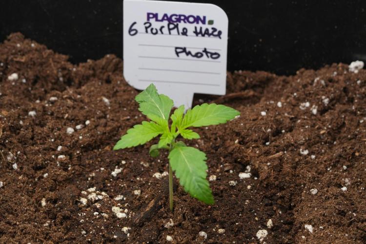 Purple Haze By Zamnesia Pheno A. Week 1 - PH Pheno A
