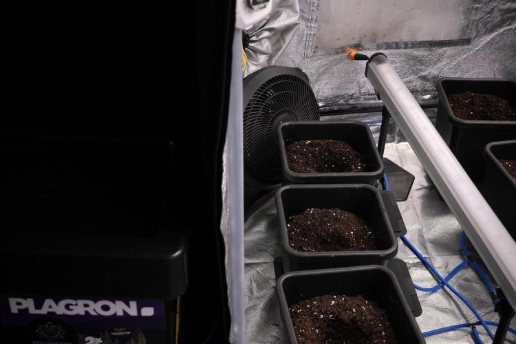 Pheno B Purple Haze By Zamnesia. Week 1 - Soil getting ready