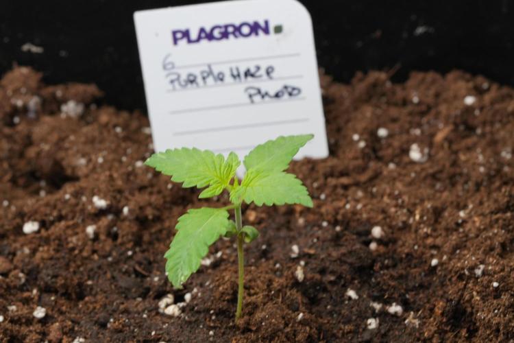 Pheno B Purple Haze By Zamnesia. Week 1 - PH Pheno B 