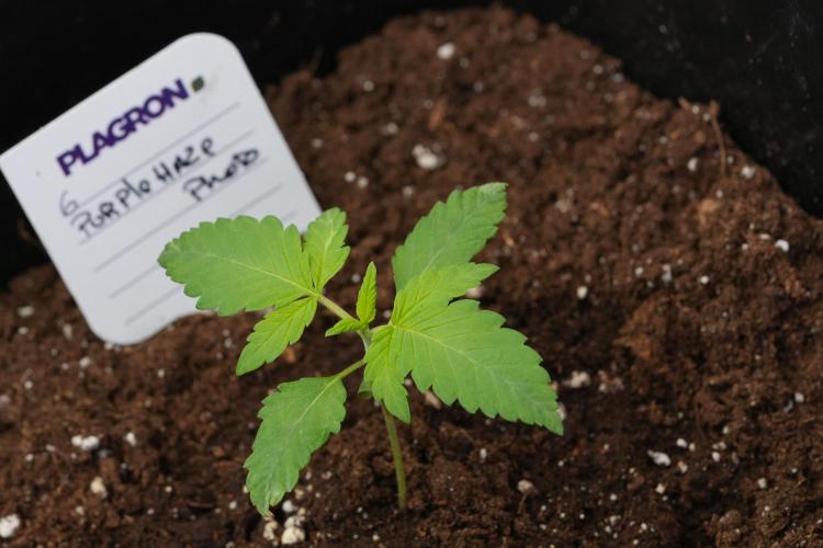 Pheno B Purple Haze By Zamnesia. Week 1 - PH Pheno B 