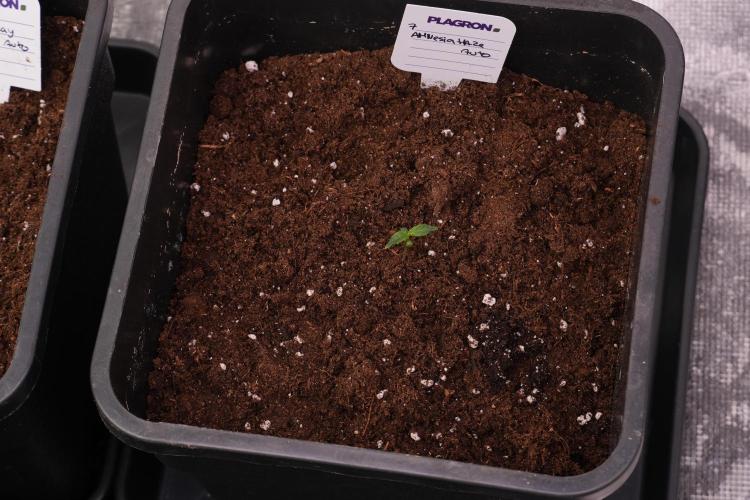 Amnesia Haze Auto by Zamnesia Pheno A. Week 1 - AH pheno A