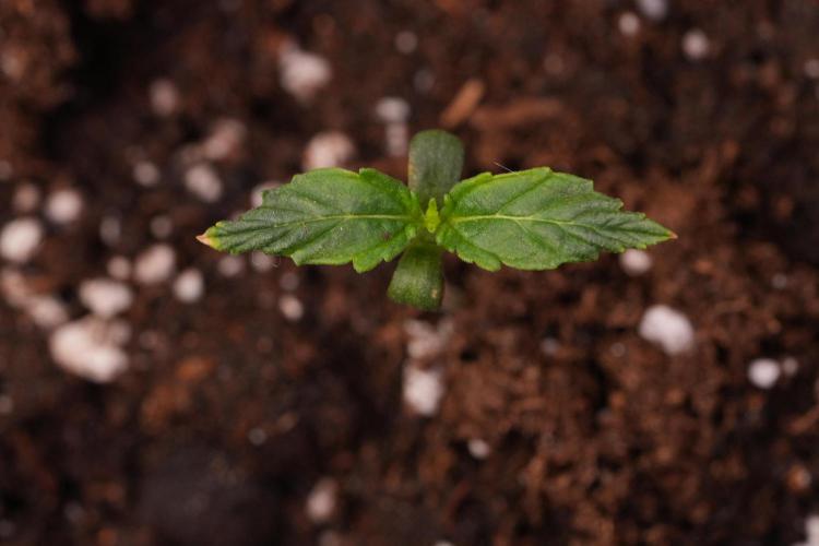 Amnesia Haze Auto by Zamnesia Pheno A. Week 1 - AH pheno A