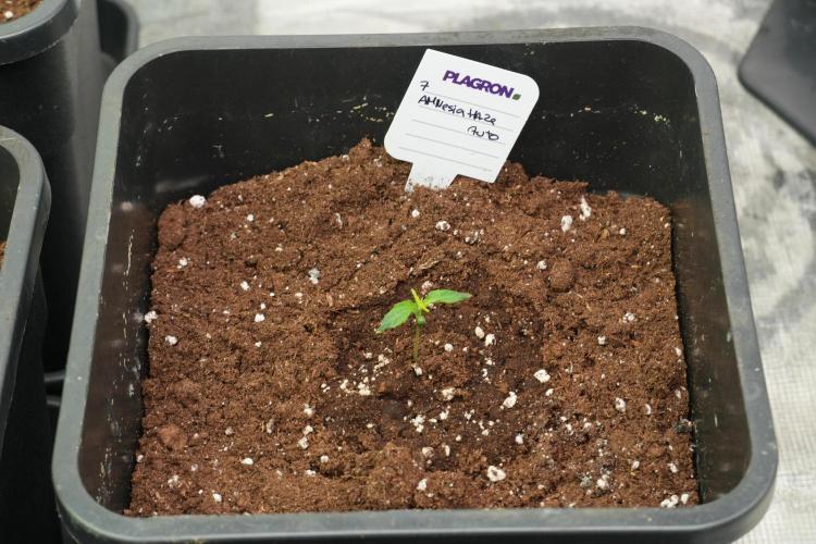 Amnesia Haze Auto by Zamnesia Pheno A. Week 1 - AH pheno A