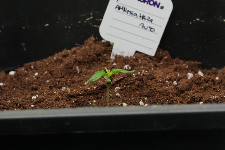 Amnesia Haze Auto by Zamnesia Pheno A. Week 1 - AH pheno A
