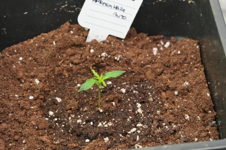 Amnesia Haze Auto by Zamnesia Pheno A. Week 1 - AH pheno A 