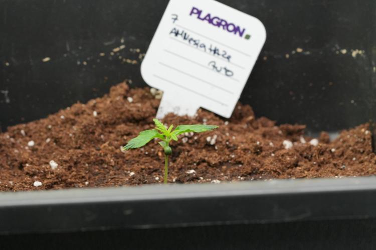 Amnesia Haze Auto by Zamnesia Pheno A. Week 1 - AH pheno A 