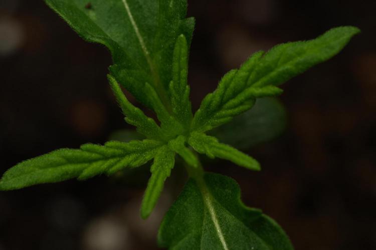 Amnesia Haze Auto by Zamnesia Pheno A. Week 1 - AH pheno A close ups