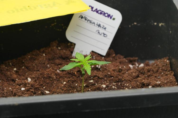 Amnesia Haze Auto by Zamnesia Pheno A. Week 1 - AH pheno A end of the week 
