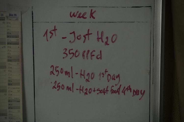 Amnesia Haze Auto by Zamnesia Pheno A. Week 1 - white board