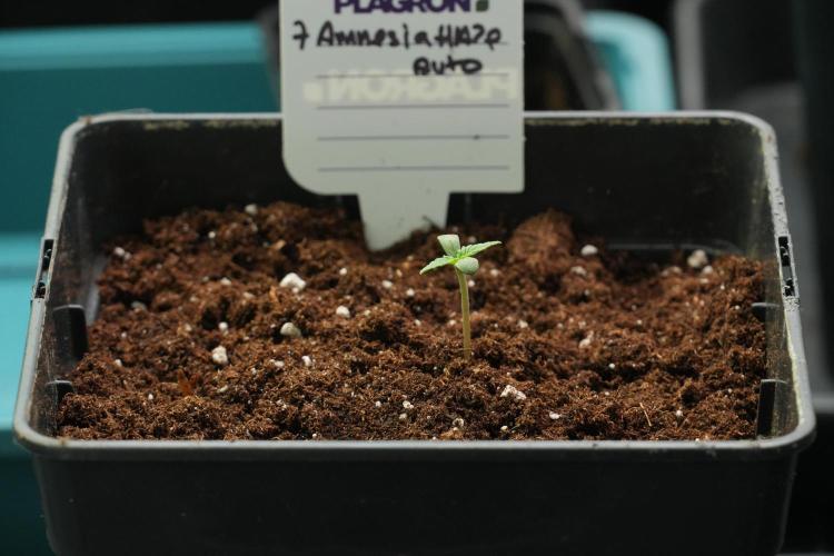 Amnesia Haze Auto by Zamnesia Pheno B. Week 1 - Amnesia Haze Auto Pheno B