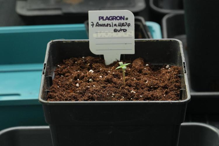 Amnesia Haze Auto by Zamnesia Pheno B. Week 1 - Amnesia Haze Auto Pheno B