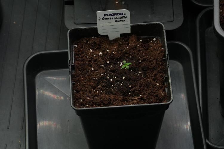 Amnesia Haze Auto by Zamnesia Pheno B. Week 1 - Amnesia Haze Auto Pheno B