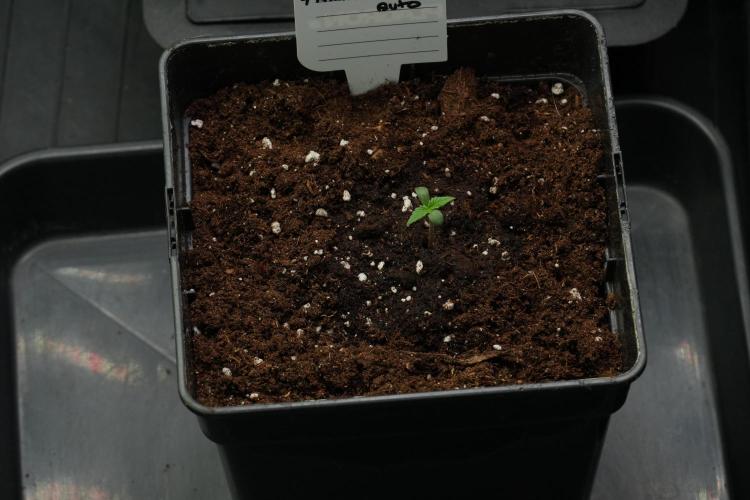Amnesia Haze Auto by Zamnesia Pheno B. Week 1 - Amnesia Haze Auto Pheno B