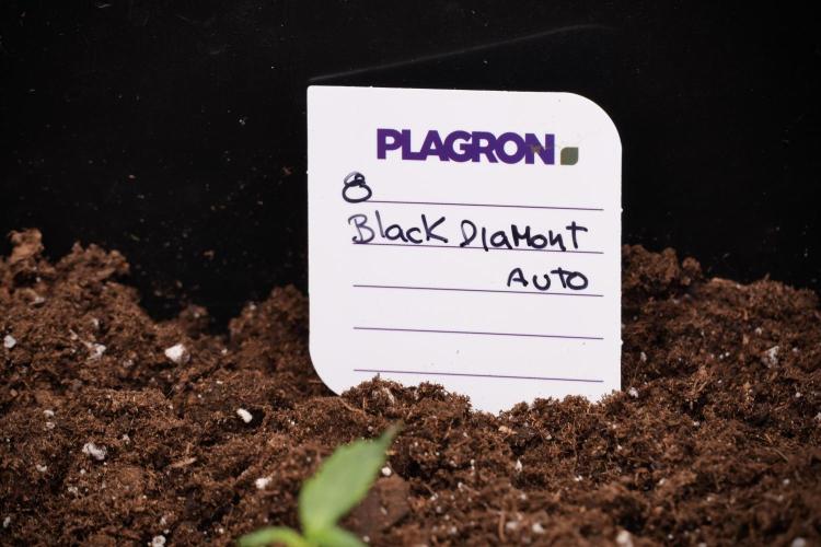 Black Diamont Auto By Zamnesia Pheno A. Week 1 - BD Pheno A