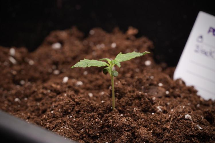 Black Diamont Auto By Zamnesia Pheno A. Week 1 - BD Pheno A